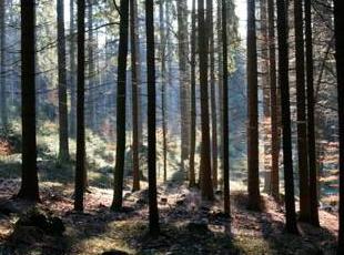 Landschaft - Dreisessel