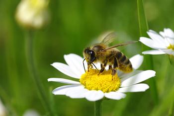 Alles rund um die Bienen
