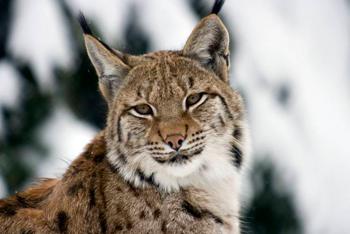 Tiere & Natur - Bayerwald Tierpark Lohberg