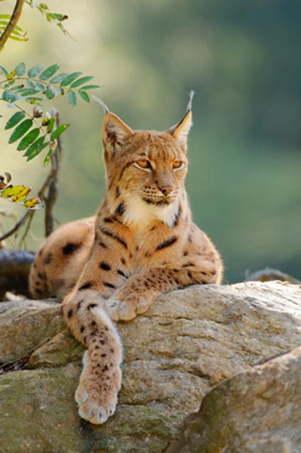 Tiere im Nationalpark