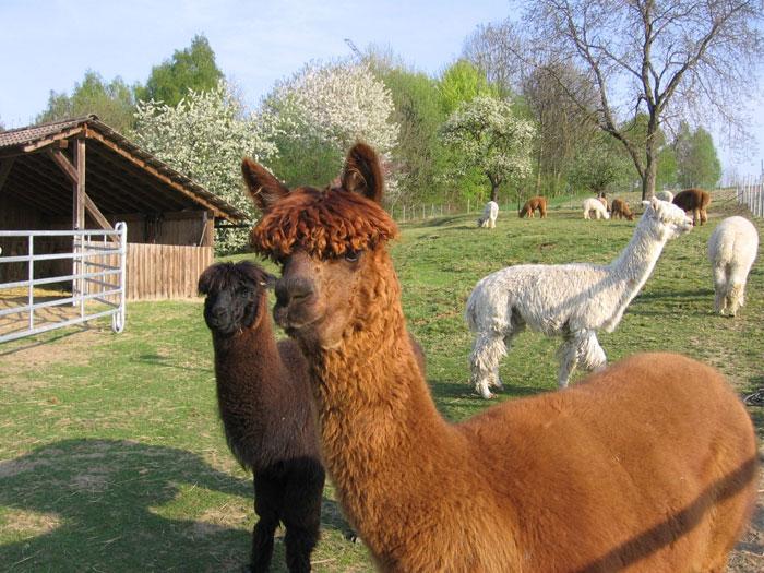 Erlebniswelt Bauernhof