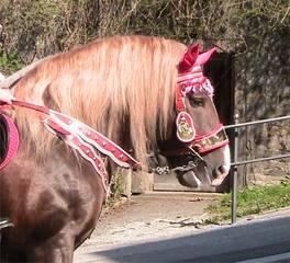 Bräuche - Pfingstritt